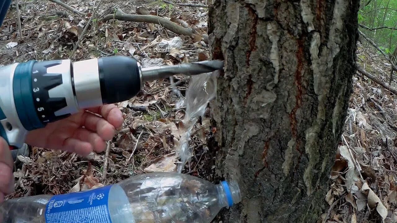 Как правильно собрать березовый сок своими руками. Устройство для сбора березового сока. для березового сока приспособление. приспособа для березового сока. сбор березового сока.