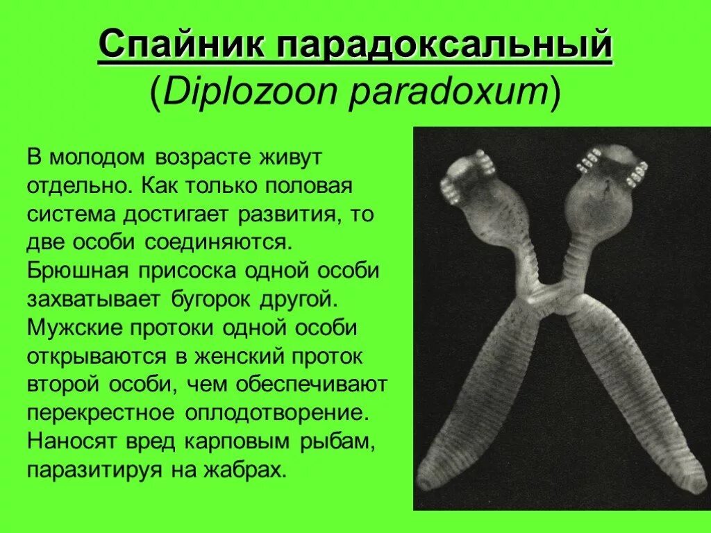Парадоксальный значение. Спайник парадоксальный. спайник парадоксальный жизненный цикл. спайник парадоксальный строение. diplozoon paradoxum жизненный цикл.