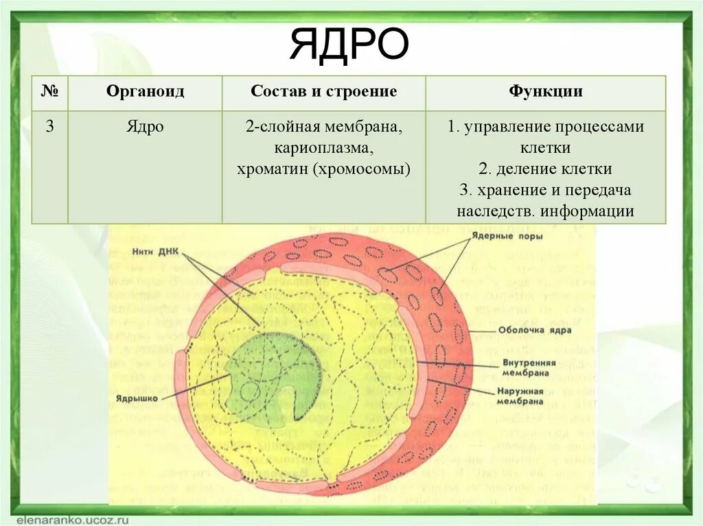 Строение ядра урок. Клеточное ядро строение и функции. Ядро функции органоида. Особенности строения ядра клетки. Структура и функции клеточного ядра.