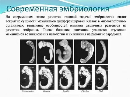 Условия развития зародыша