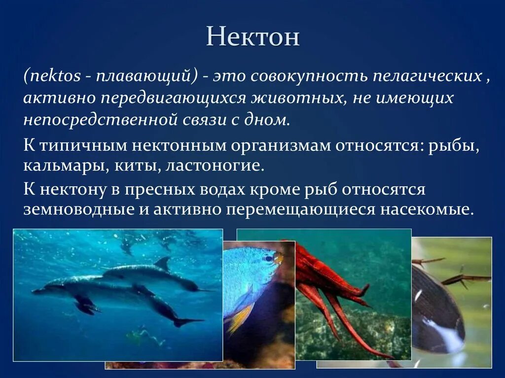 Нектон Гидробиология. Планктон Нектон бентос. Экологические группы гидробионтов Нектон. Экологическая группа Нектон.