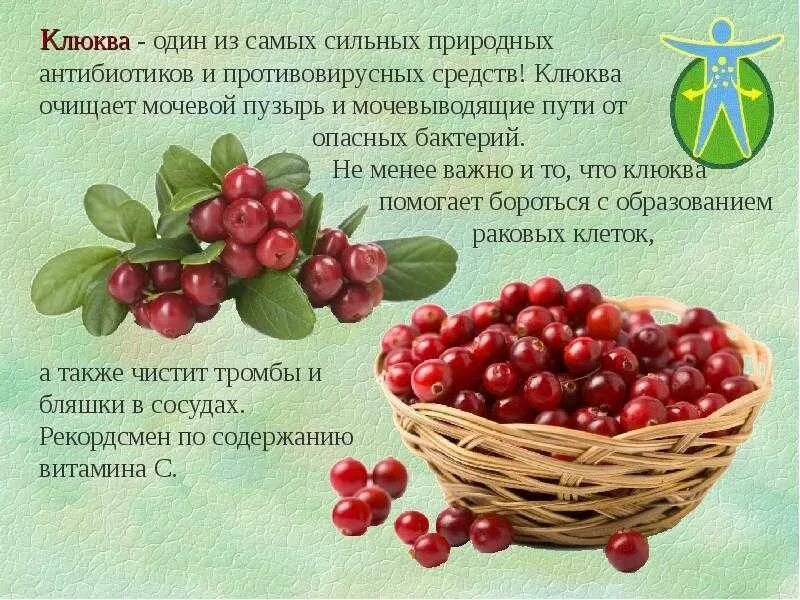 Действие клюквы. Ягоды для снижения температуры. Клюква ягода. Клюква полезные свойства ягод. Лекарственные вещества в клюкве.
