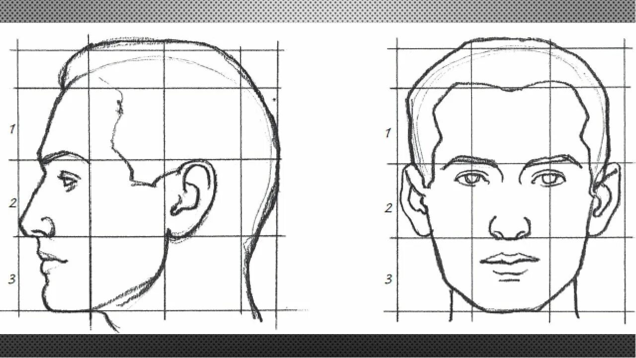 У взрослого человека голова занимает. Пропорции лица человека сбоку. Схема пропорции головы человека в профиль. Пропорции лица портрет сбоку. Рисование лица человека сбоку поэтапно.