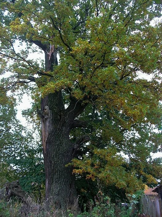 одинокий дуб чекулино. дуб лукоморье в михайловском. лисий нос старый дуб. печерский 600 летний дуб. деревья летом.