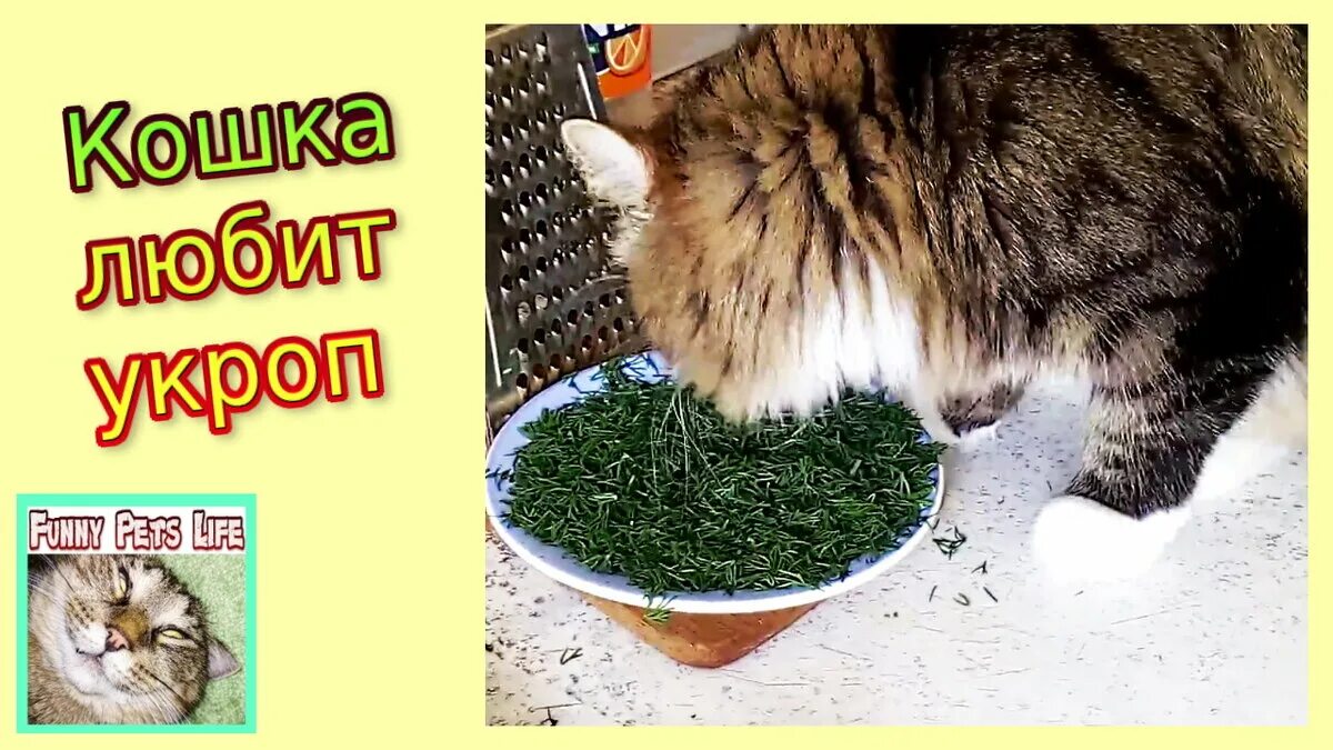 Укроп кошкам. Кот укроп. Кот ест укроп. Укроп котами. Кошка ест укроп.