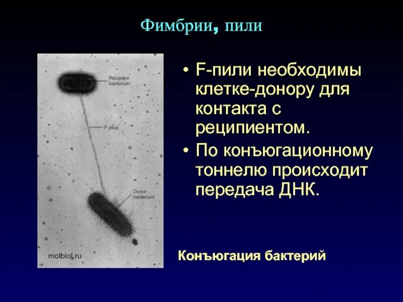 Бактерия донор. Пили фимбрии функции. Фимбрии бактерий. Функции фимбрий у бактерий. Фимбрии у бактерий служат.