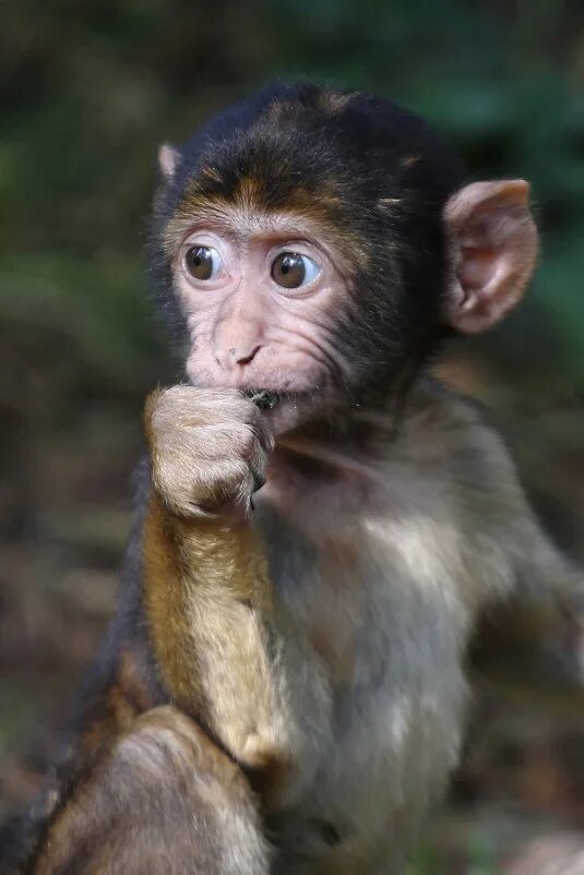 лысая горилла. умная обезьяна. орангутанг думает. человекообразные обезьяны шимпанзе. обезьяна задумалась.