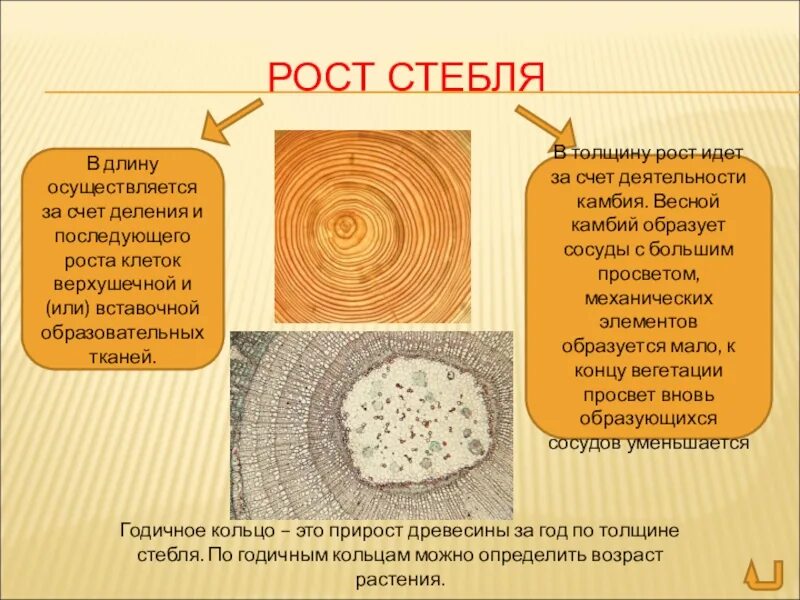 Какая ткань обеспечивает рост. Рост стебля. рост стебля в длину и толщину. рост стебля в толщину происходит за счет деления клеток. рост стебля в длину происходит за счет.