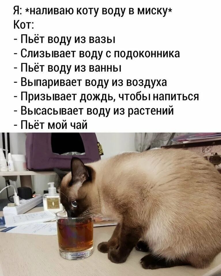 Пятница котики. Налей коту воды. Котик пьет из миски. Смешная картинка для поднятия настроения.