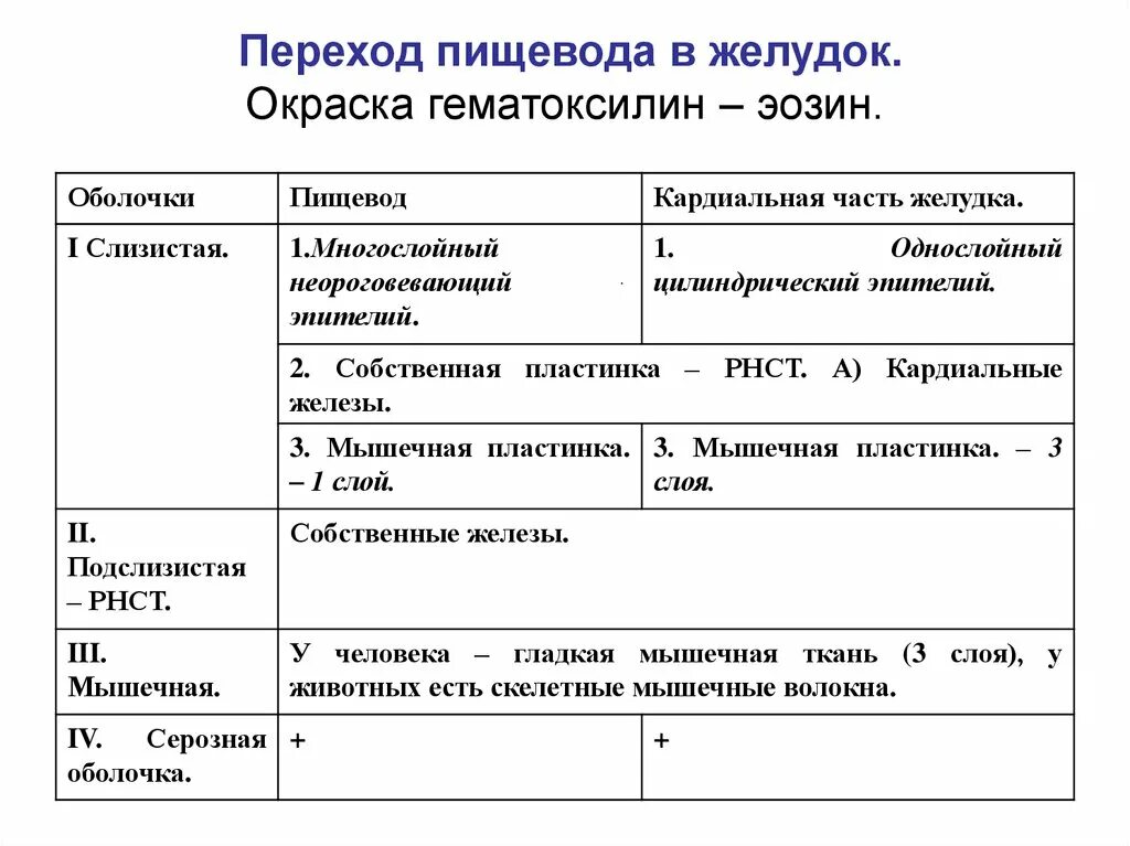 Характеристика пищевода. Сравнительный анализ строения желудка и пищевода. Переход пищевода в желудок окраска гематоксилин-эозин. Переход пищевода в желудок гистология. Переход пищевода в желудок окраска.