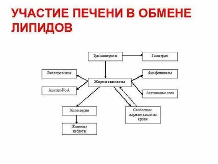 Этапы обмена липидов