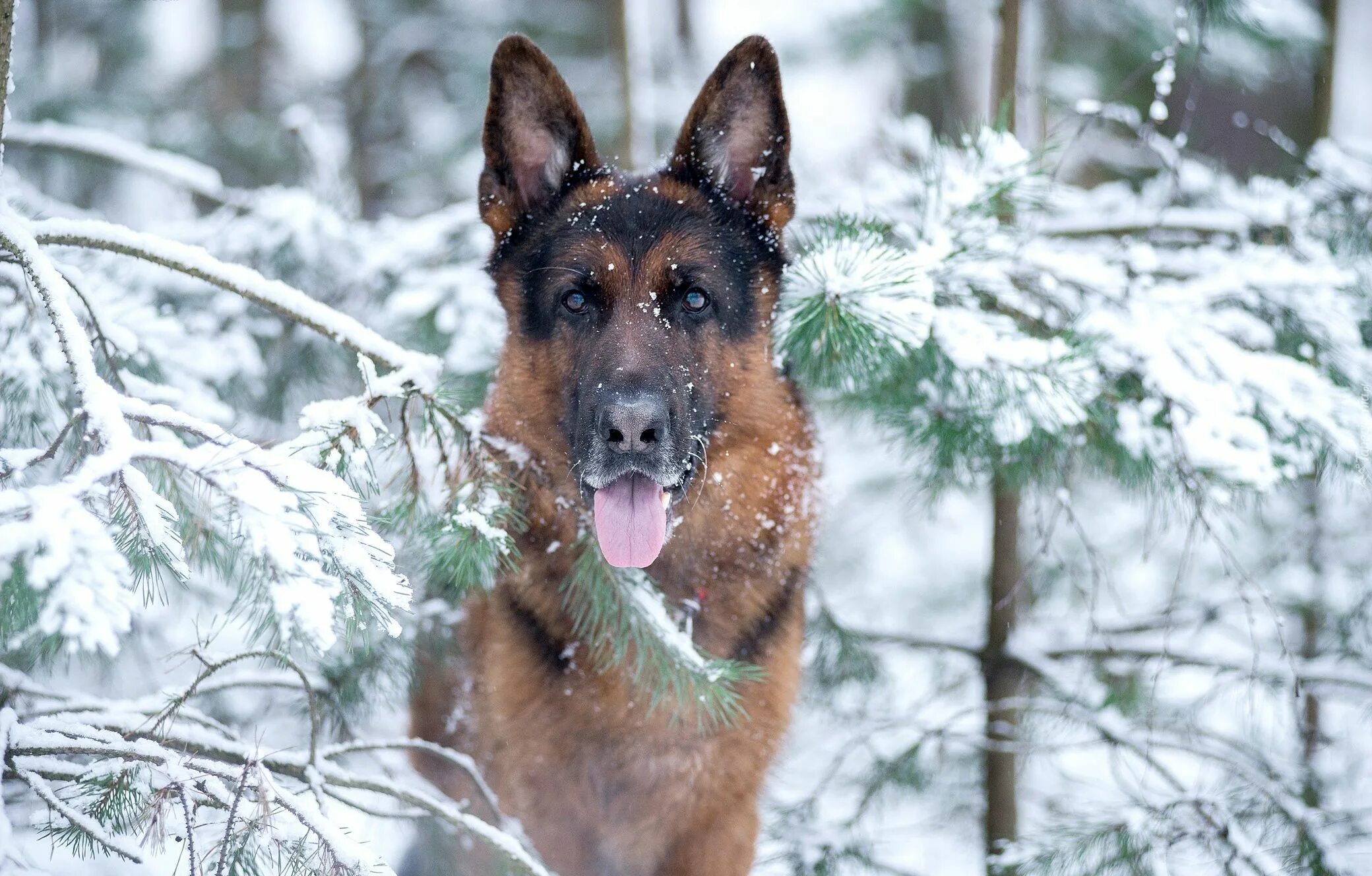 German Shepherd in the Snow German shepherd art, German shepherd, German shepher