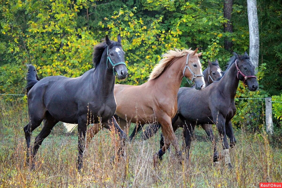 Horse family