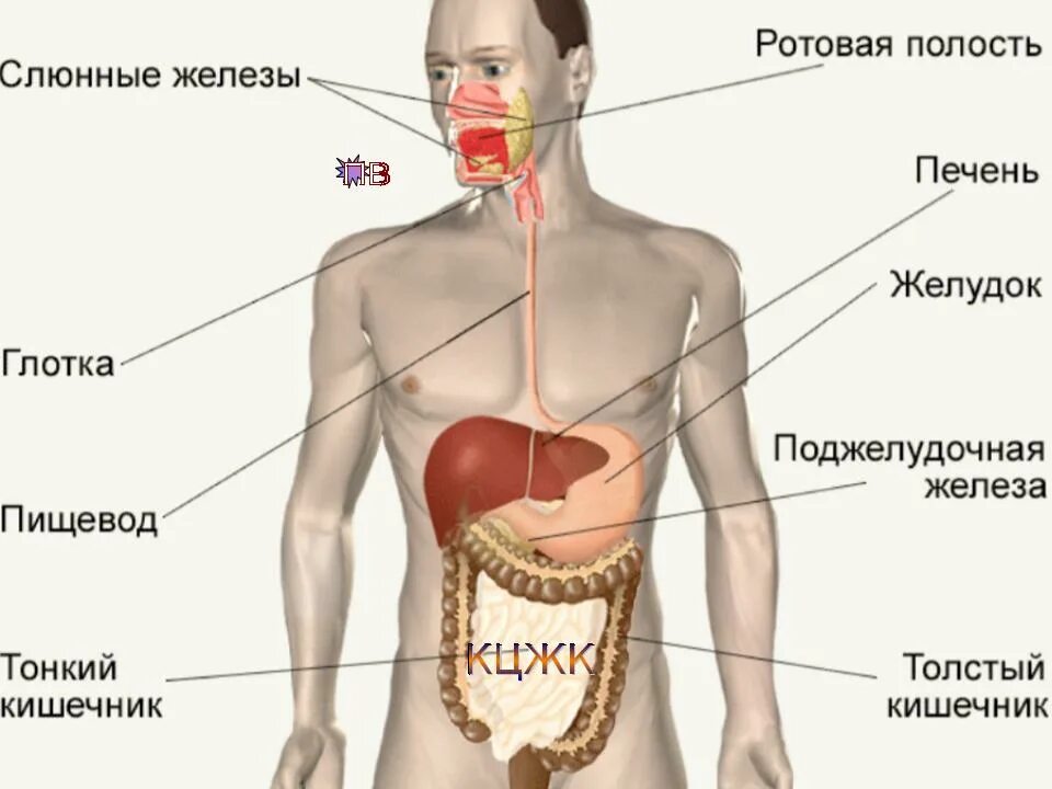 Находится пищевод у человека. Желудок анатомия человека. Строение желудка человека. Желудок анатомия расположение.