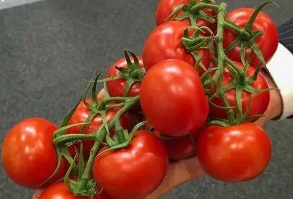 Томат боргезе. Томат тореро f1. Томат кистевой f1. Интуиция ф1 томат. Томат кистевой удар семко.