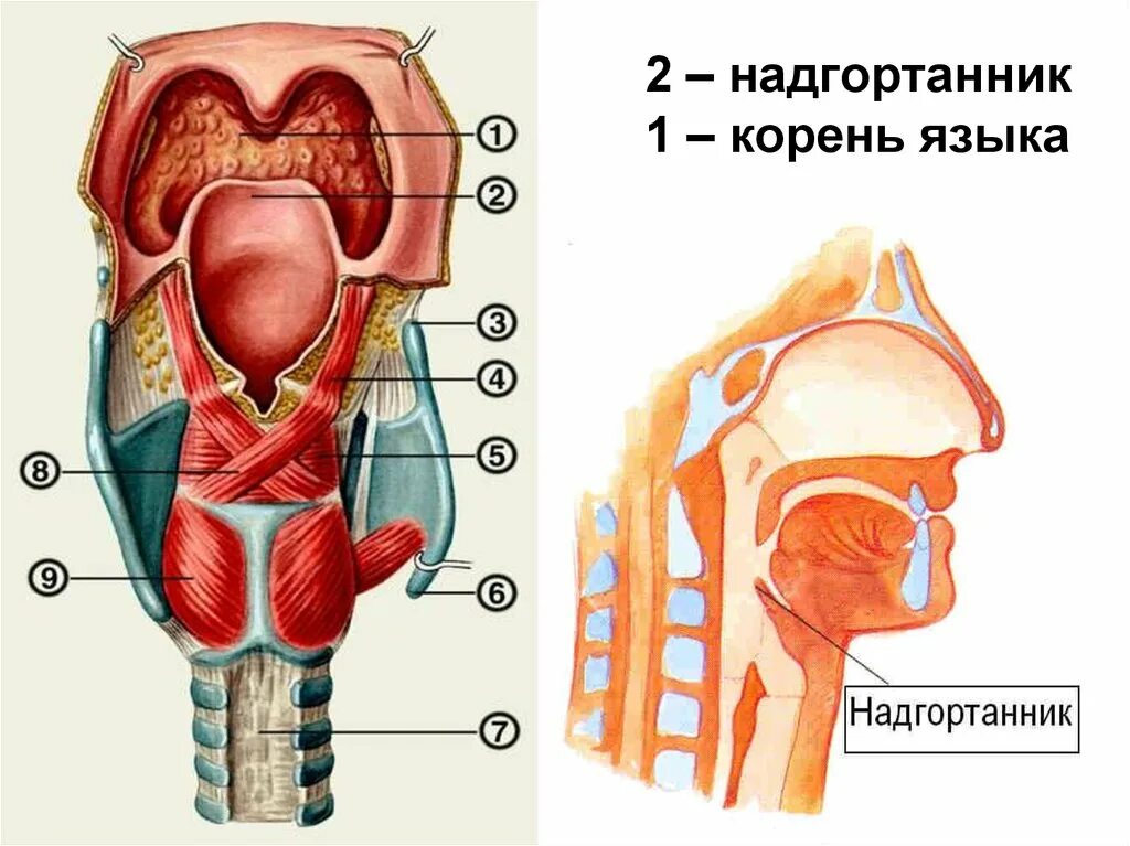 Глотка т. Анатомия гортани надгортанник. Строение гортани надгортанник. Надгортанник строение анатомия. Анатомия горла человека надгортанник.