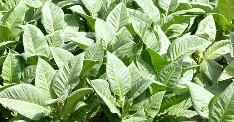 Tabac imperial