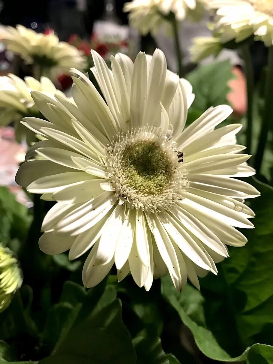 Цветы гербер маргаритки. Ромашки герберы. Gerbera Daisy Flower. Гербера белая. Гербера ромашка