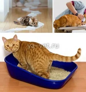 Кошка часто писает по чуть чуть