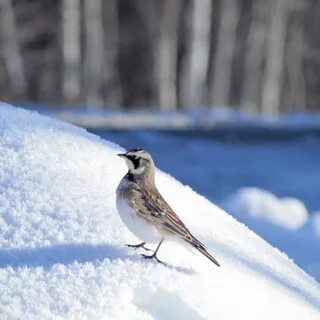 Серая птица зимой