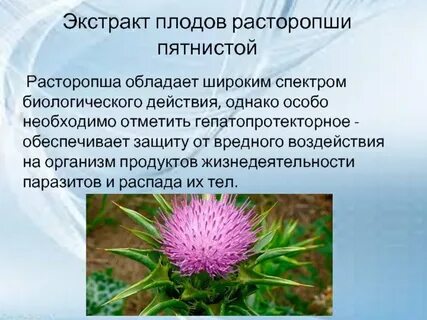 Расторопша пятнистая польза