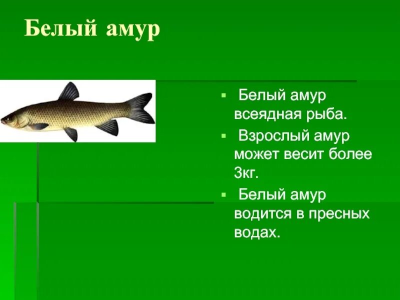 Белый Амур описание. Какая рыба водится в Амуре. Рыба которая водится в Амуре. Белый Амур красная книга. Амур имеет питание