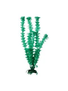 Plants 19