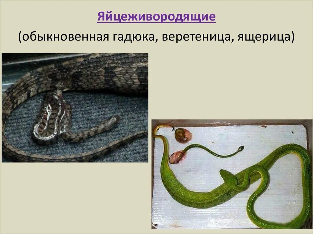 Яйцеживорождение у пресмыкающихся. Яйцеживорождение гадюка. живородящая змея гадюка. яйцеживородящие пресмыкающиеся.