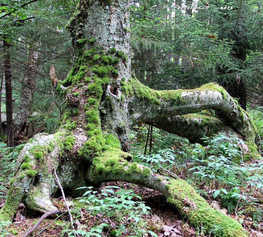 Above root