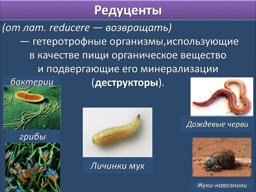 К природным организмам относятся. Редуценты. Редуценты примеры. Организмы редуценты. Редуценты картинки.