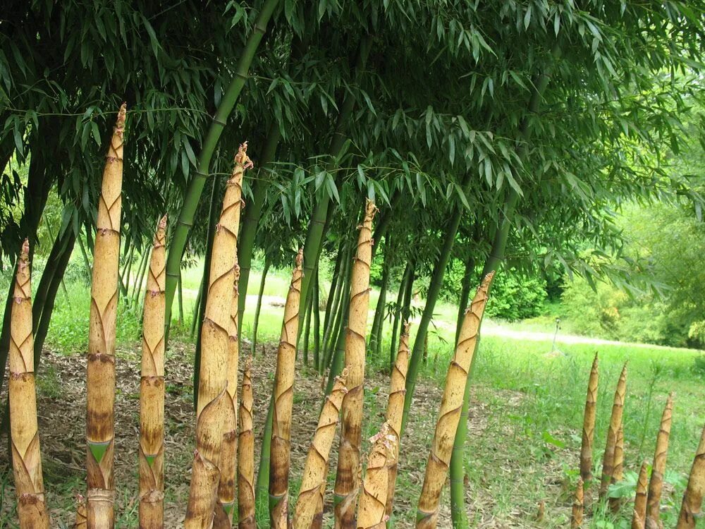 За сколько часов вырастает бамбук. Бамбук листоколосник. Bambusa Phyllostachys. Бамбук Филлостахис съедобный. Листоколосник бамбуковый Росток.