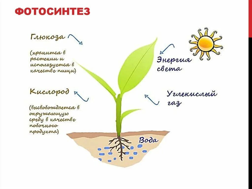 Фотосинтез рисунок. Ботанические науки с фотосинтезом. Фотосинтез растений 3 класс. Схема фотосинтеза 6 класс.