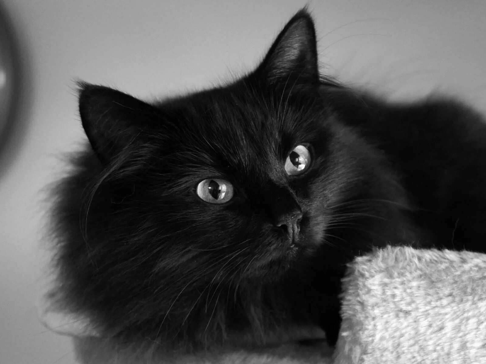 Чёрный кот. Красивый черный кот. Кот пушистый чёрный. Черные пушистые коты.