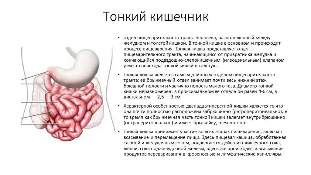 Тонкий кишечник тест. Тонкий отдел кишечника функции. Тонкий кишечник строение. Нижний отдел тонкой кишки. Проксимальная часть тонкой кишки.