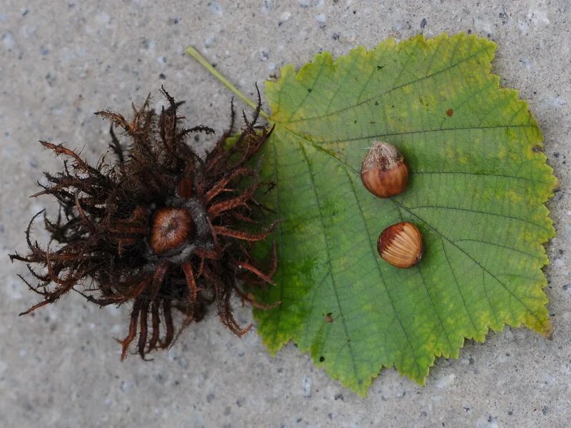 Лещина древовидная, медвежий орех corylus colurna. Медвежий орех. Лещина древовидная медвежий орех. Лещина обыкновенная. Фундук лещина.