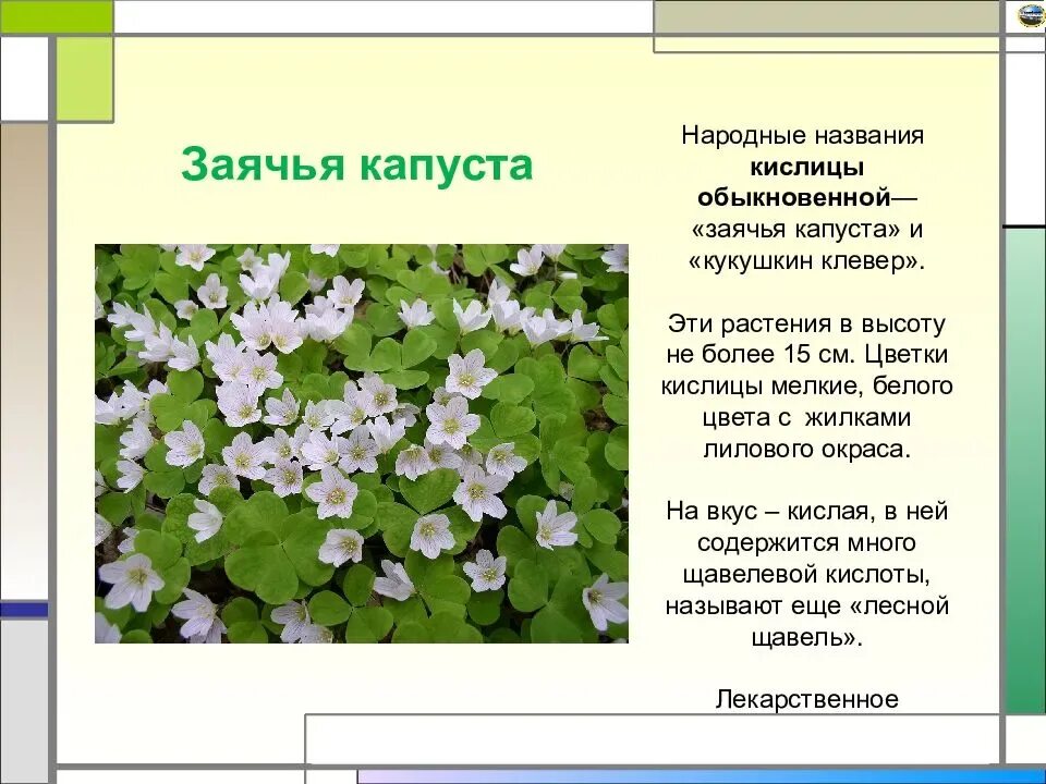 Заячья капуста фото в лесу: найдено 88 изображений