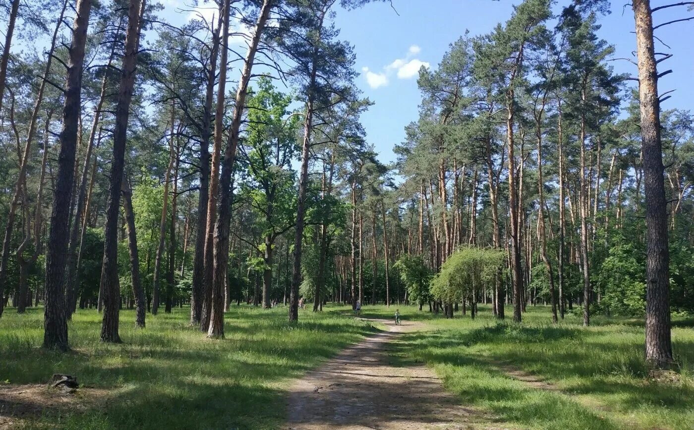 Парк в партизанском. Парк Партизанской славы. Лесопарк на Партизанской. Партизан парк Прибрежный. Парк в Киеве.