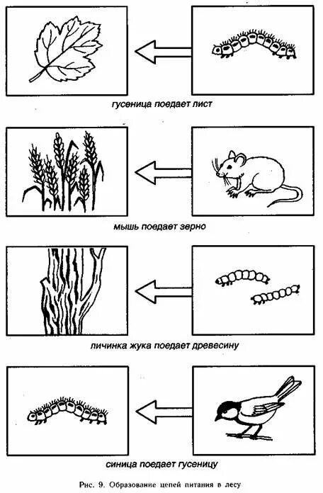 Рисунок цепь питания 5 класс. Цепи питания раскраска. Пищевая цепочка в природе раскраска. Цепь питания раскраска для детей. Пищевая цепочка раскраска для детей.