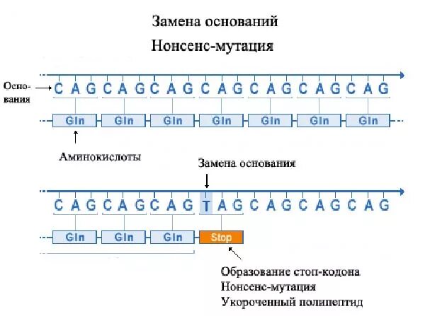 аминокислотный состав полипептида. белки (протеины, полипептиды). нонсенс мутации и миссенс мутации. таблица генетического кода ирнк. полипептидная теория фишера.