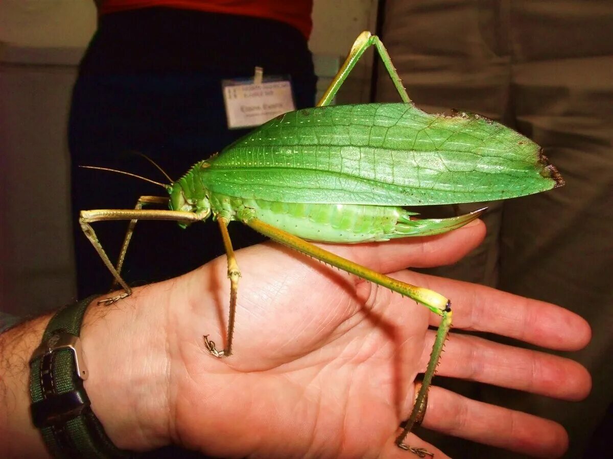 Гигантский Длинноногий кузнечик (giant Malaysian Katydid). Siliquofera Grandis. Малазийский листовидный кузнечик. Силикофер кузнечик.