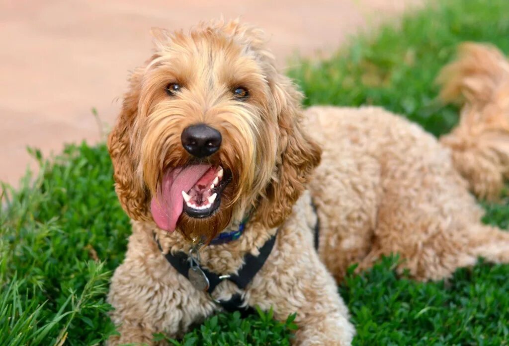 лабрадор пудель лабрадудль. лабрадор пудель. порода лабрадудель. лабрадор пудель. лабрадор пудель.