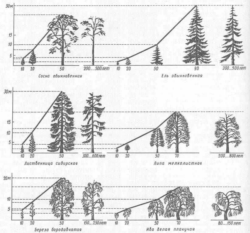 Группы возраста деревьев. Годовой прирост сосны обыкновенной. Схема посадки древесных растений. Сосна обыкновенная 20 лет Размеры. Сосна 20 лет высота диаметр.