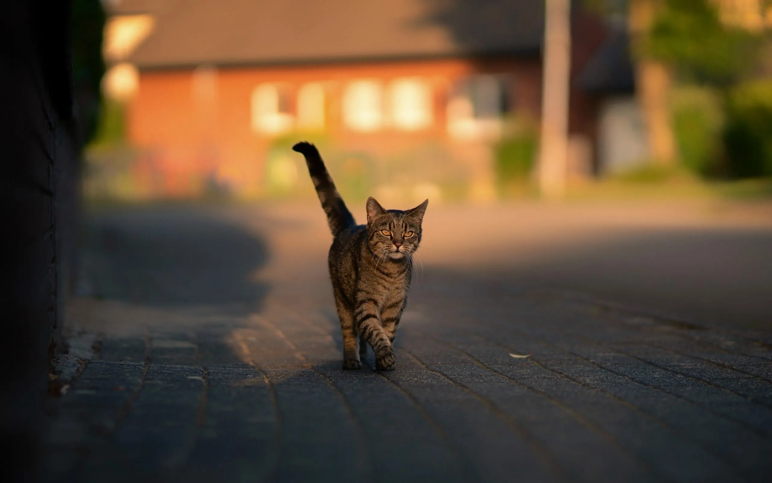 Кот идет мем. Кот идет. кот шагает. котик на улице. кот идет по улице.