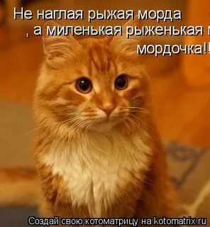 Сводный наглый мой