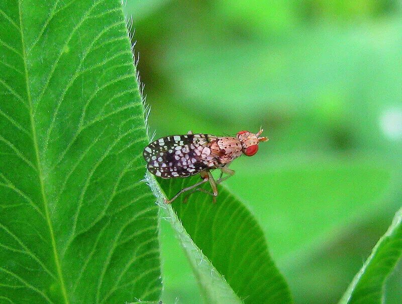 Фараоновые муравьи муравейник. Бразильская горбатка. Детям об экологии. Самцы комаров семейства culicidae. Земля планета насекомых.