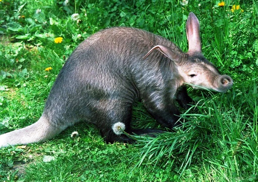 гигантский муравьед бразилия. тапир натус. животное с длинным носом похожее на муравьеда. животные южной америки муравьед. трехпалый муравьед.