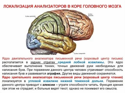 Борозды коры головного мозга