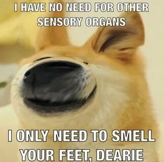 Doge Feet Meme / Doge Memes That I Gone And Done Home Facebook : The.