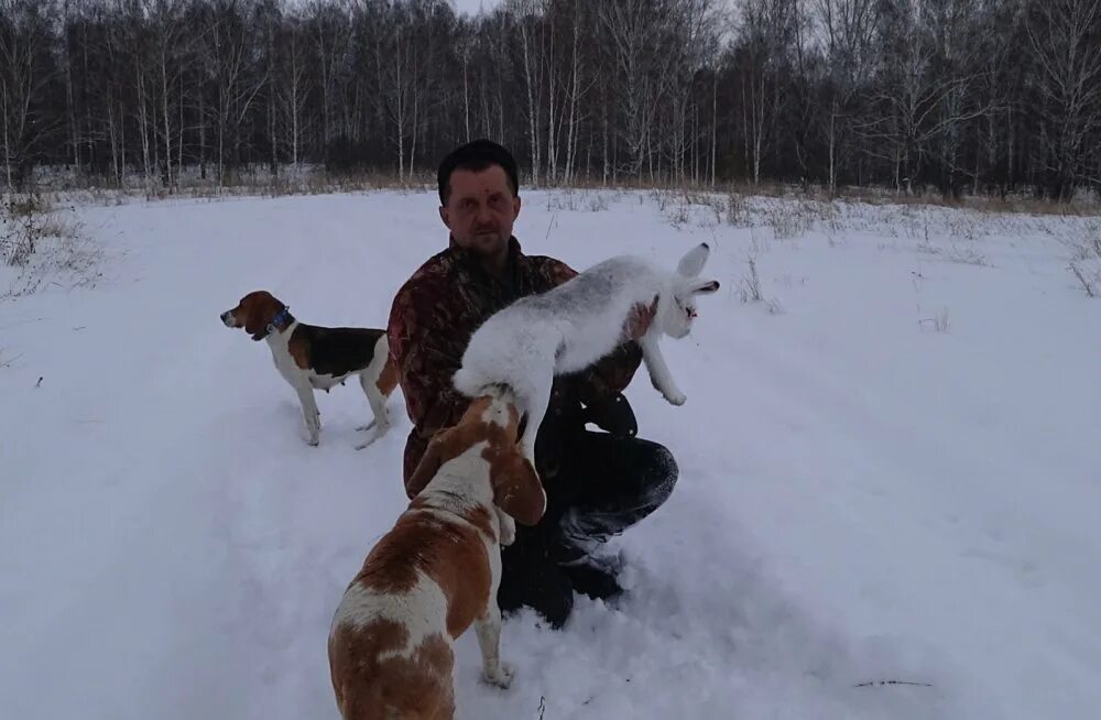 Бигль породы охотничьих. Охота с эстонской гончей на зайца. Охота на зайца с эстонскими гончими. Эстонская гончая буран. Жесткошерстный бигль.
