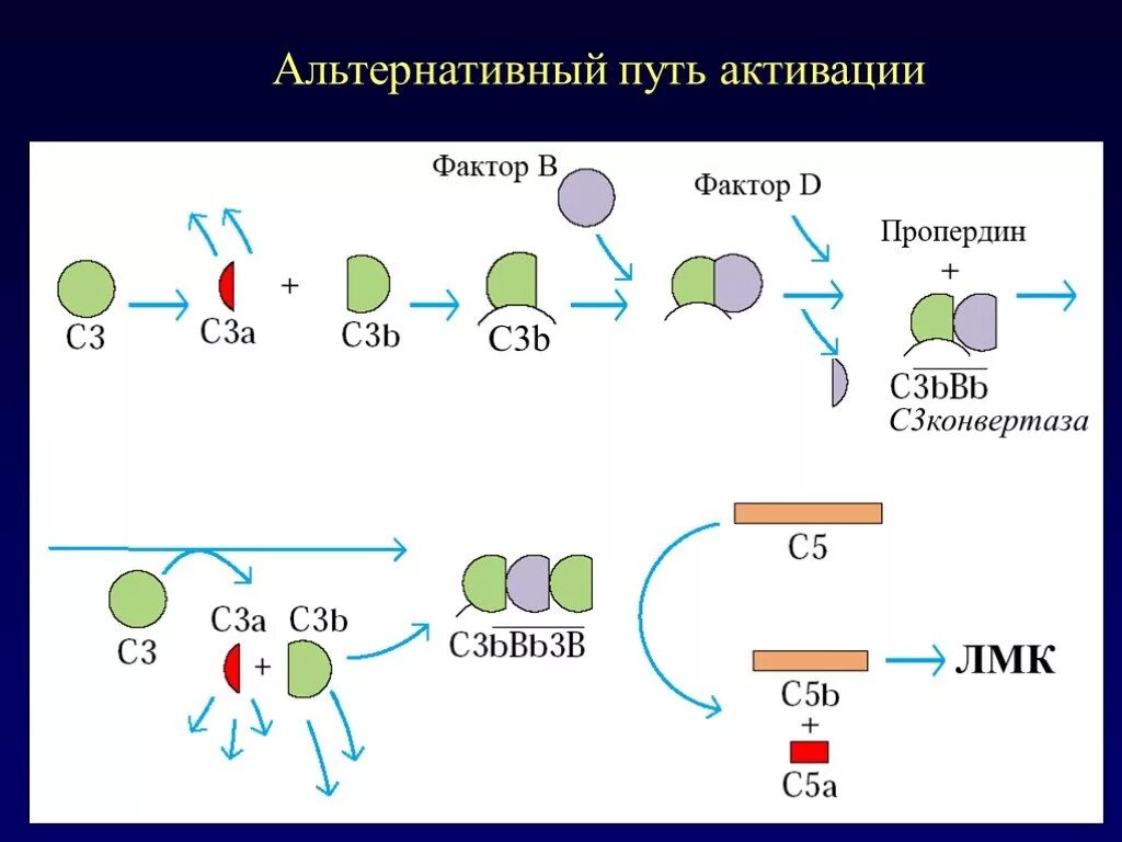 Лектиновый путь комплемента. Схема альтернативного пути активации комплемента. Альтернативный путь активации системы комплемента. Схема классического пути активации комплемента. Активация системы комплемента по альтернативному пути схема.